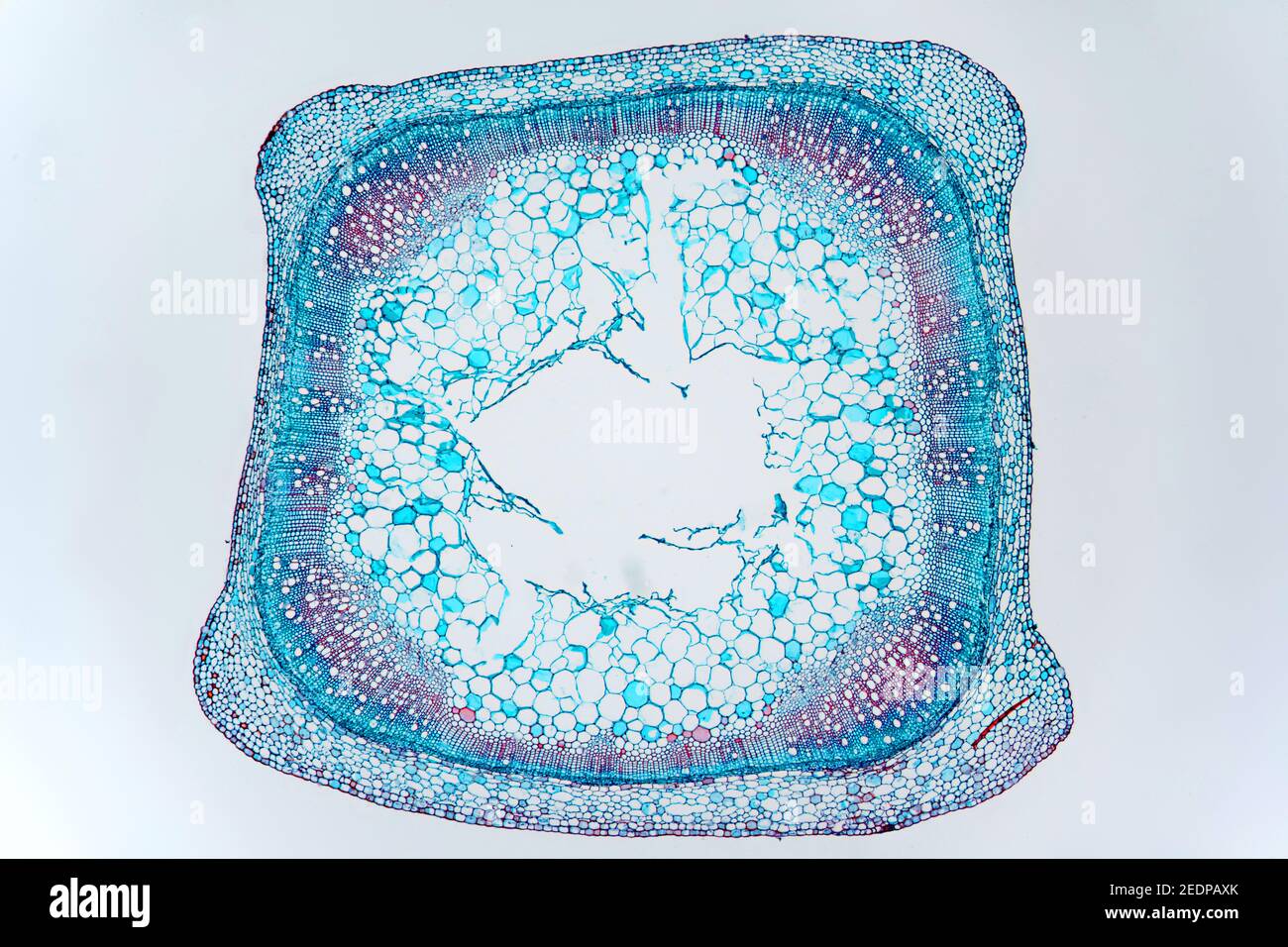 Menthe (Mentha spec.), section transversale de la tige d'une menthe, section microtome Banque D'Images