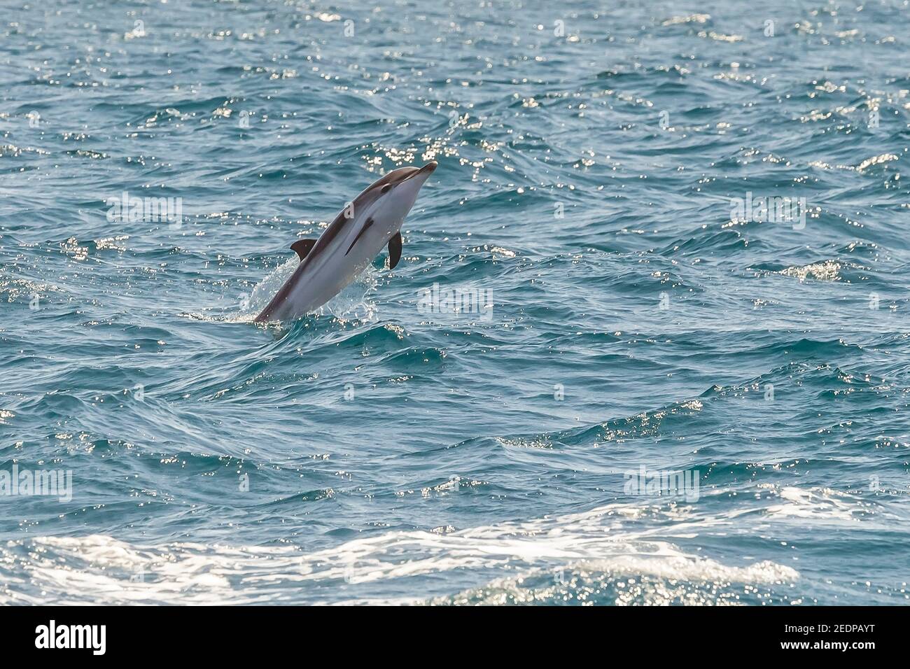 dauphin rayé, dauphin bleu-blanc, dauphin d'Euphorse (Stenella coeruleoalba), sautant hors de la mer, Espagne, Cadix Banque D'Images