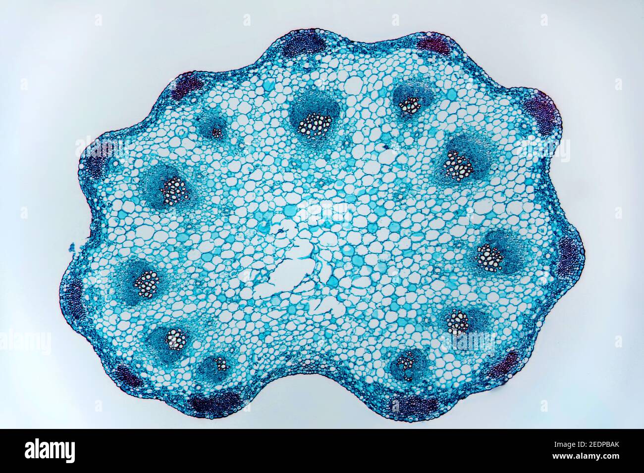 Celery Placed In Food Coloring Coloring Pages vrogue.co