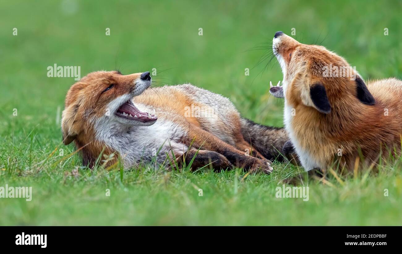Renard roux européen (Vulpes vulpes crucigera, Vulpes crucigera), jouant des renards, pays-Bas Banque D'Images