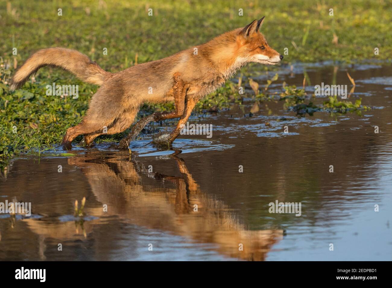 Renard roux (Vulpes vulpes), sautant sur un ruisseau, vue latérale, pays-Bas Banque D'Images