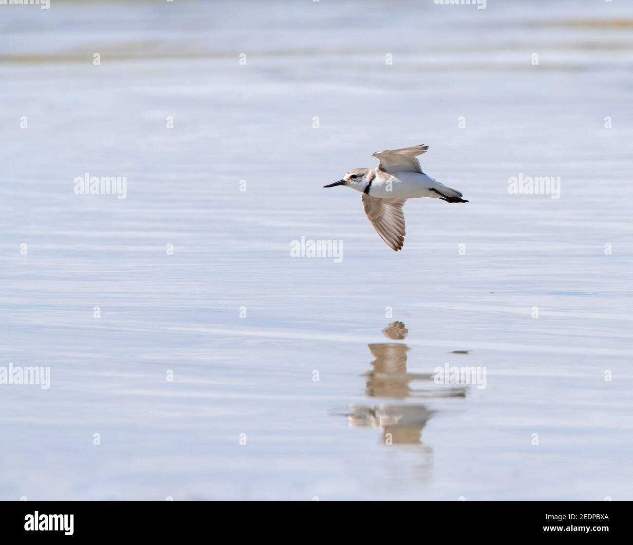 Wry-bill, wrybill (Anarhynchus frontalis), adulte en vol au-dessus d'une rivière , Nouvelle-Zélande, île du Sud, parc Glentanner Banque D'Images