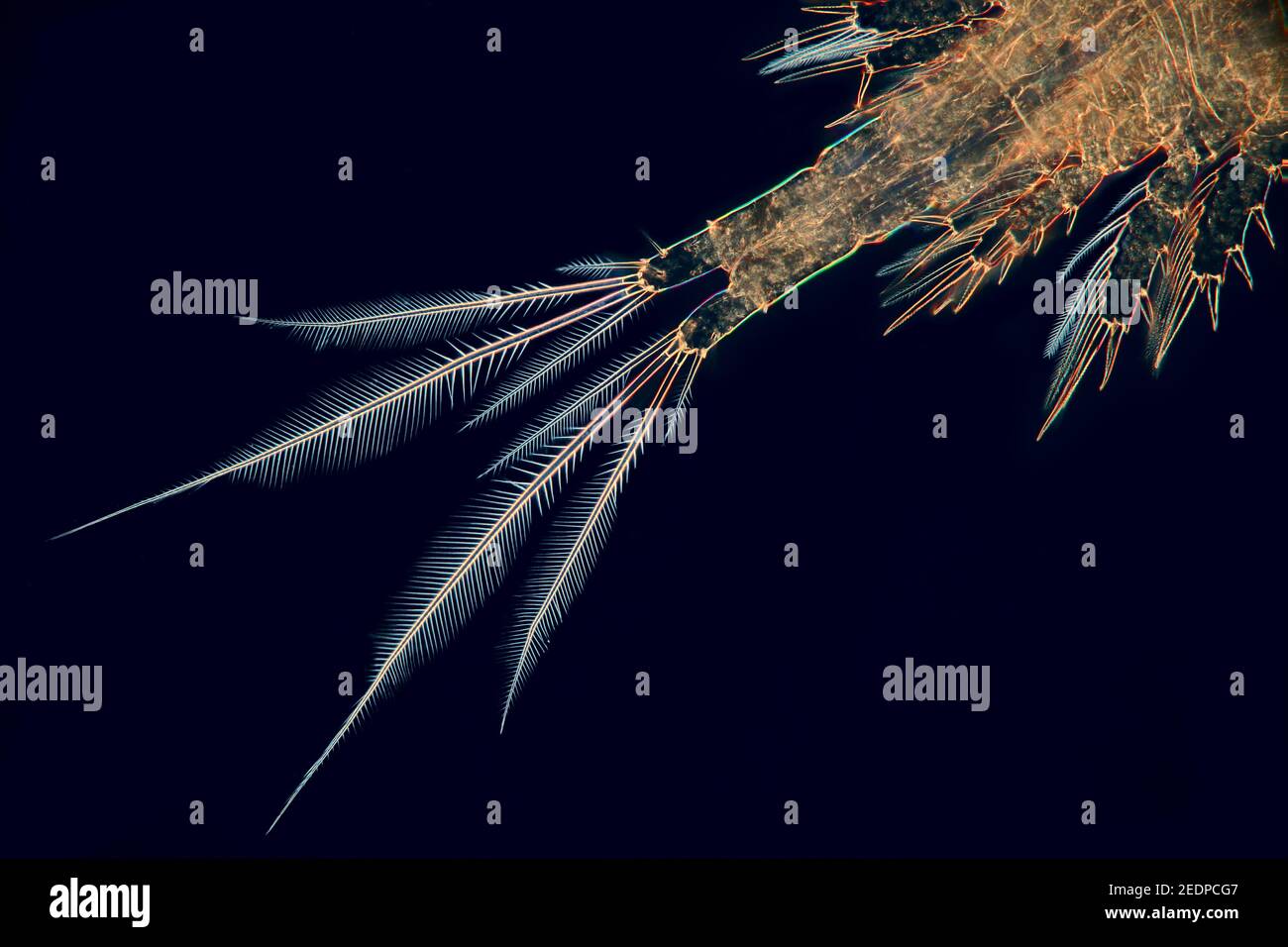 Copépodes (Copepoda), copépodes, partie latérale, microscopie à champ sombre Banque D'Images