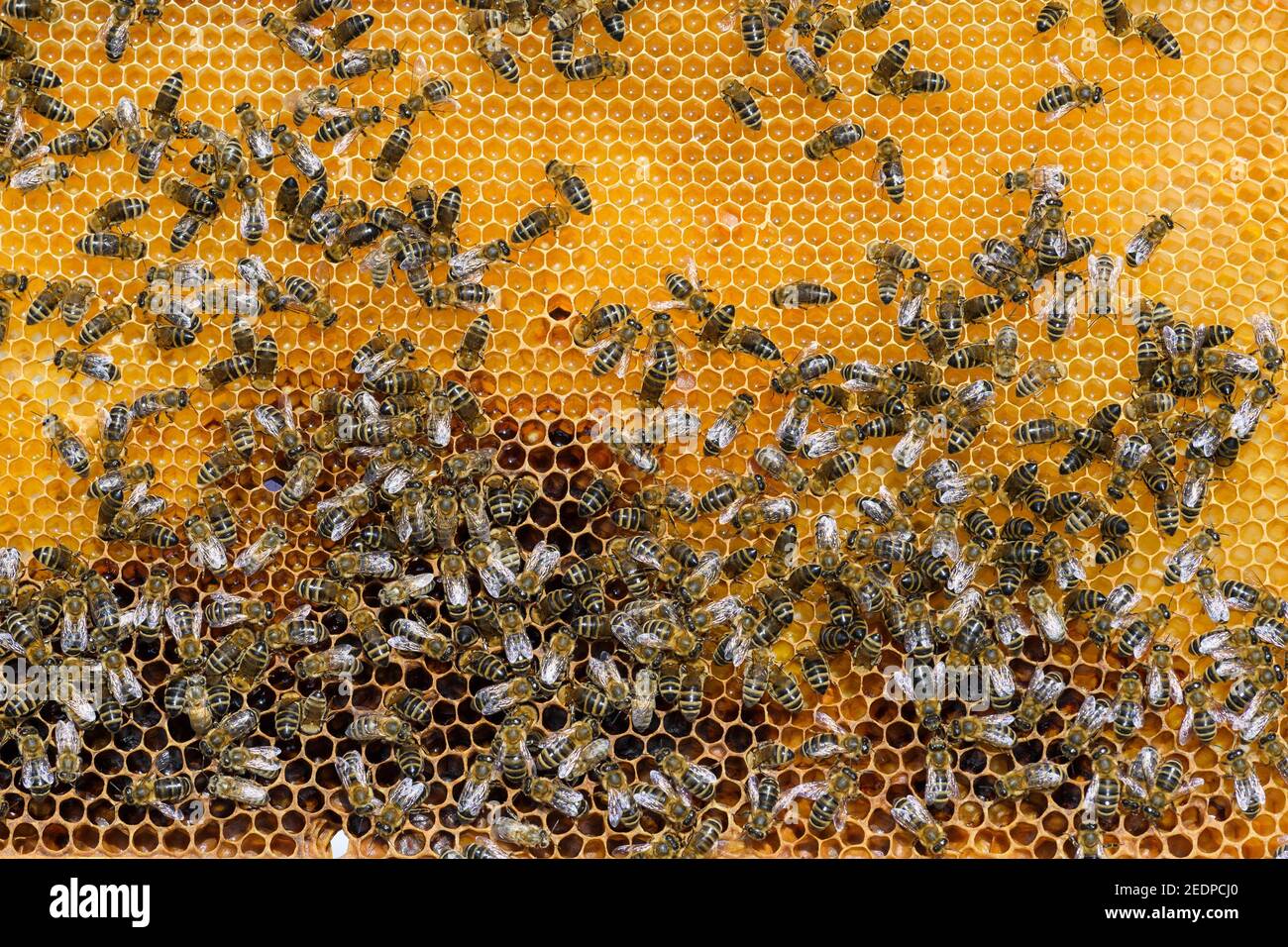 Abeille, abeille (APIS mellifera mellifera), abeille sur un nid d'abeille dans une apiculture, Allemagne, Basse-Saxe Banque D'Images