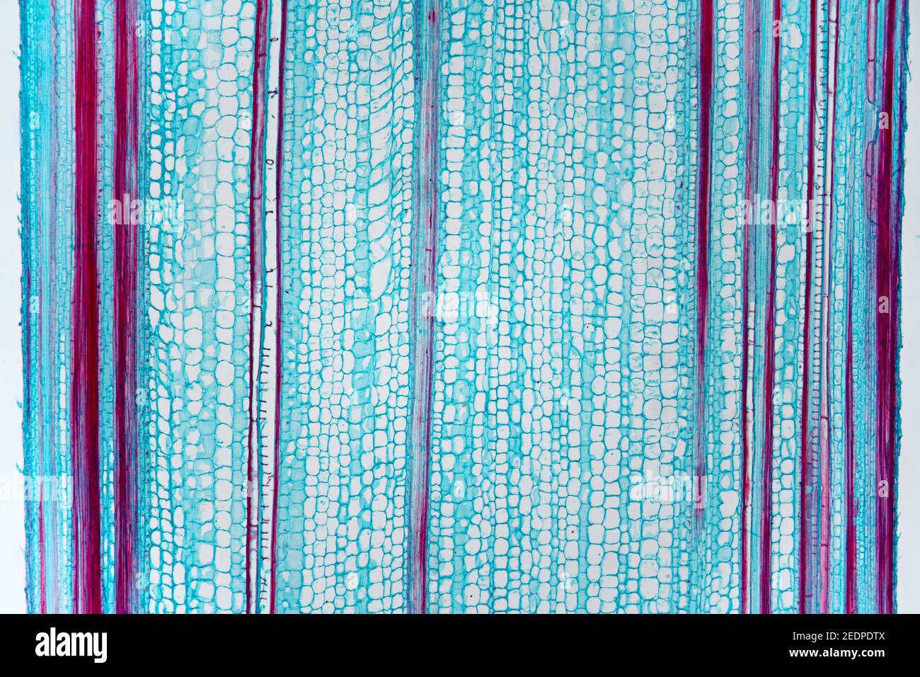 Maïs indien, maïs (Zea mays), section longitudinale de la tige de maïs, section microtome Banque D'Images