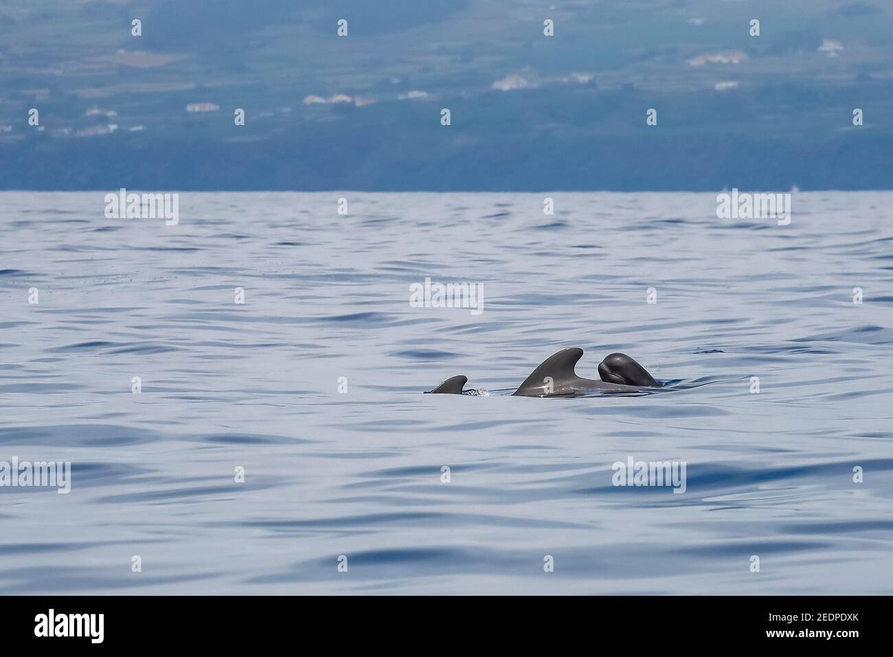 Baleine pilote à petites têtes, baleine à tête plate, baleine pilote à nageoires courtes, baleine pilote du Pacifique, poisson noir (Globicephala macrorhynchus, Globicephala seiboldii), Banque D'Images
