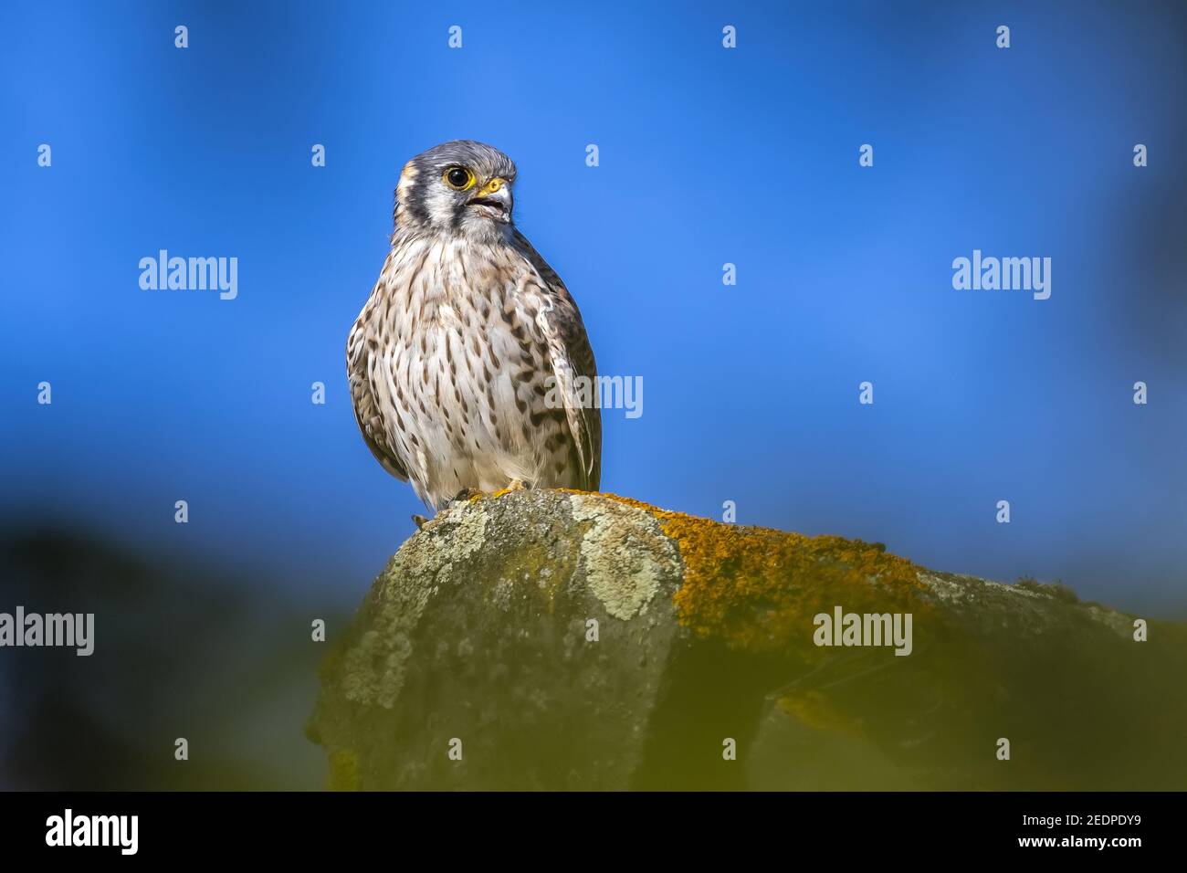 Le kestrel américain (Falco sparverius), échappa à la femelle américaine Kestrel à Heverlee, en Belgique Banque D'Images