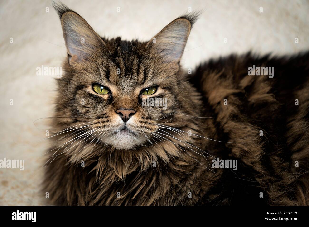 Maine coon portrait, beau chat sur le canapé Banque D'Images