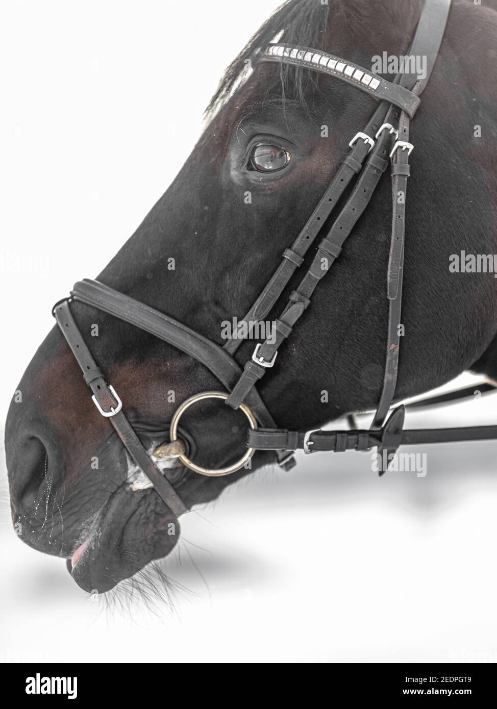 Museau de cheval, gros plan, sur fond de neige blanche. Photo de haute qualité Banque D'Images