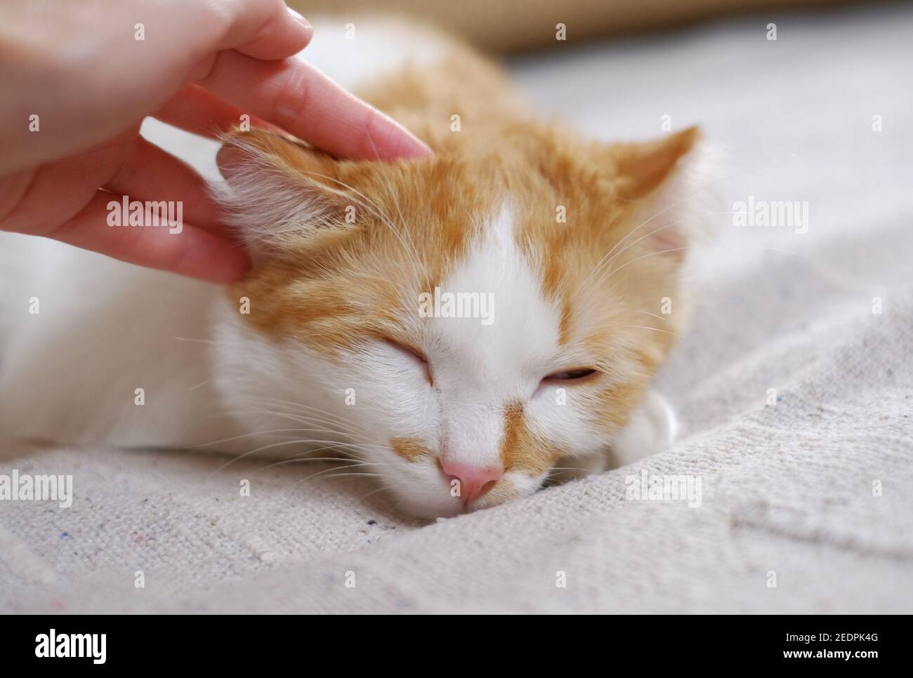 femme pétant à la main chat orange et blanc mignon. Banque D'Images