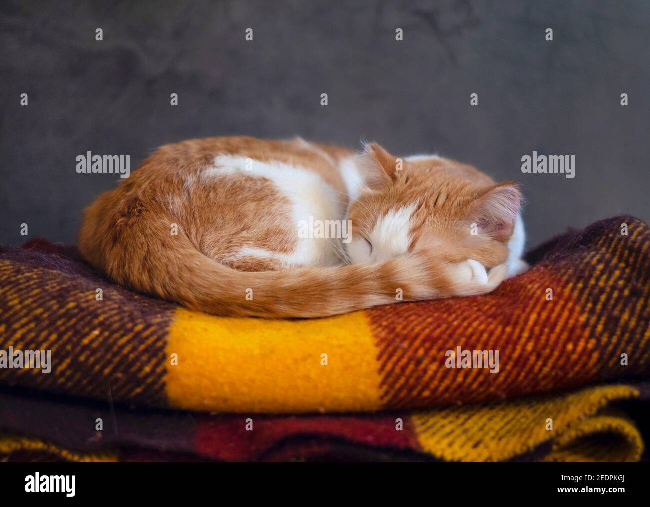 Orange et blanc mignon chat dormant sur une couverture tricotée en laine colorée. Banque D'Images