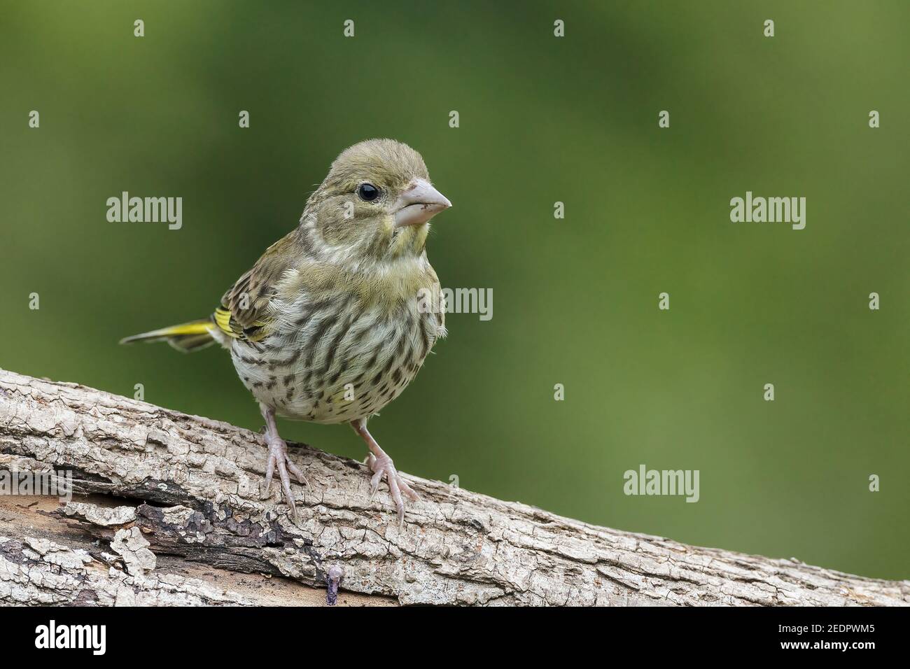 Verdfinch européen, Chloris chloris, oiseau juvénile unique perché sur une branche d'arbre dans la forêt, Hongrie Banque D'Images