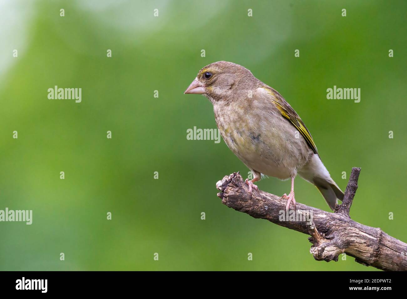Verdfinch européen, Chloris chloris, femelle adulte unique perchée sur une branche d'arbre dans les bois, Hongrie Banque D'Images
