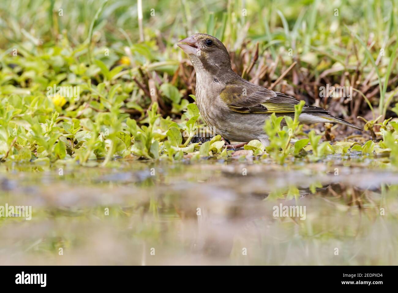 Verdfinch européen, Chloris chloris, femme adulte seule qui boit au bassin, Hongrie Banque D'Images