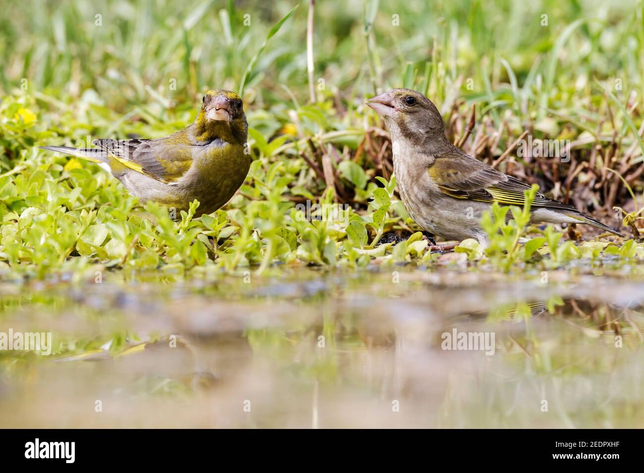Verdfinch européen, chloris chloris, homme et femme adultes qui boivent dans la piscine des bois, Hongrie Banque D'Images
