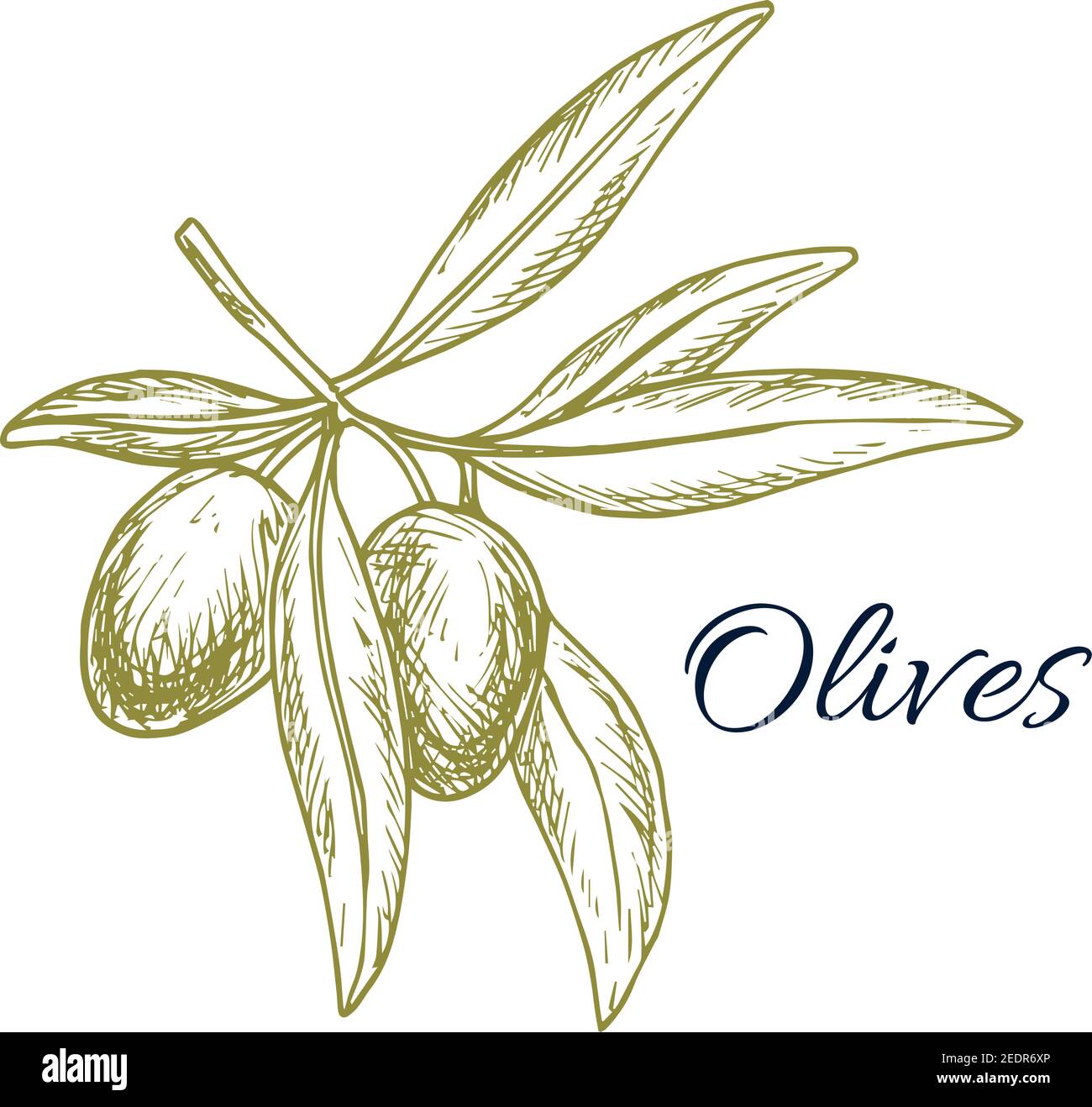 Affiche à croquis olive. Fruits d'olive verts sur branche d'arbre avec feuilles. Étiquette d'huile d'olive, recette de nourriture végétarienne, conception de menu de cuisine méditerranéenne Illustration de Vecteur