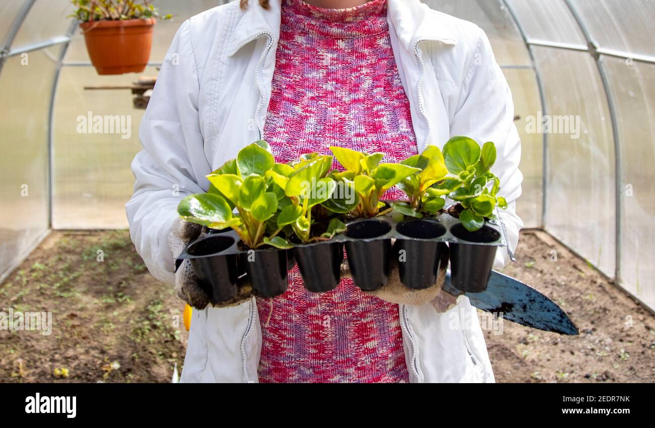 une femme tient des plantules dans ses mains et se tient dans une serre. gros plan. pas de visage. faites-le vous-même Banque D'Images