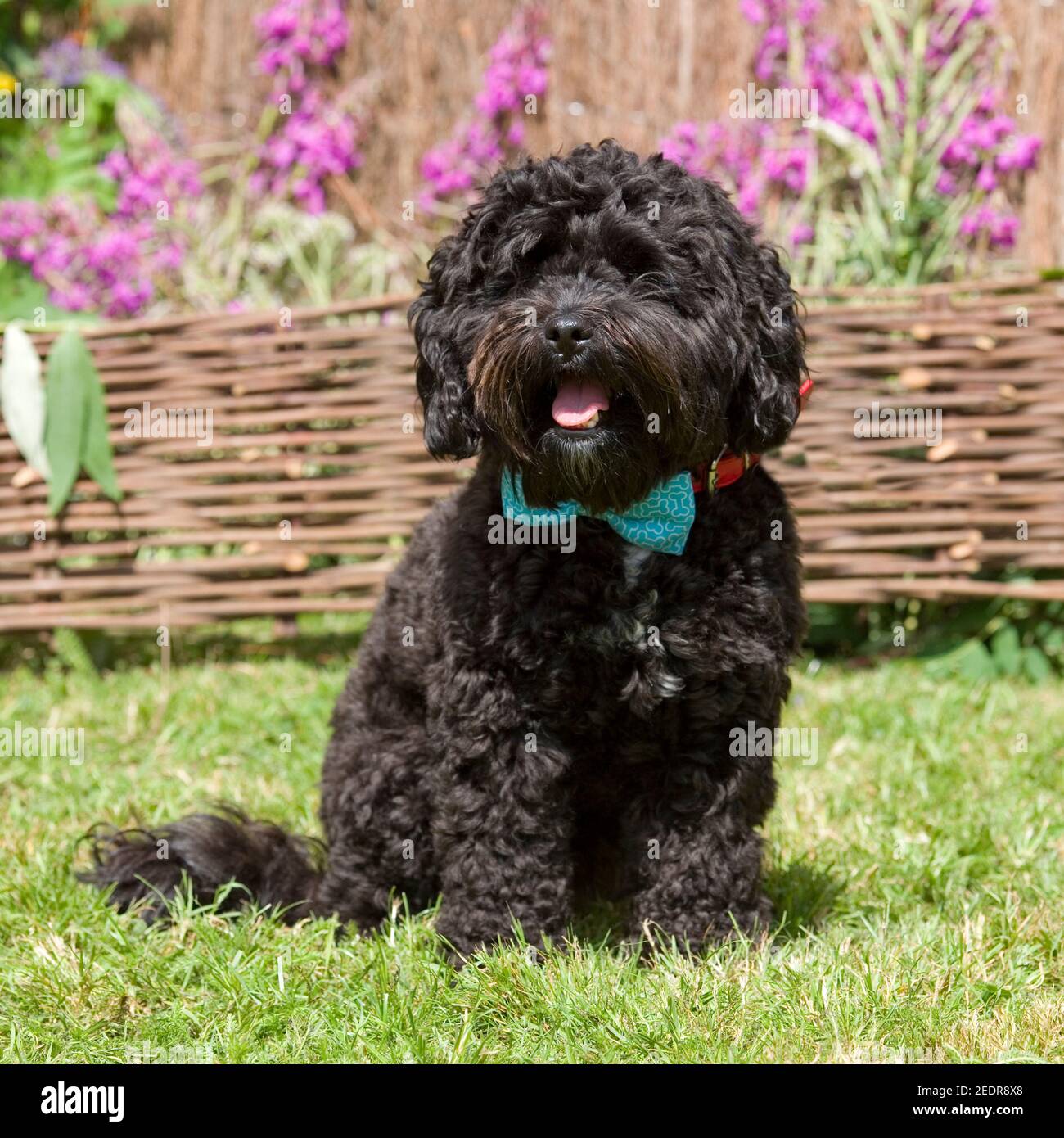 Black cockapoo puppy Banque de photographies et d’images à haute ...