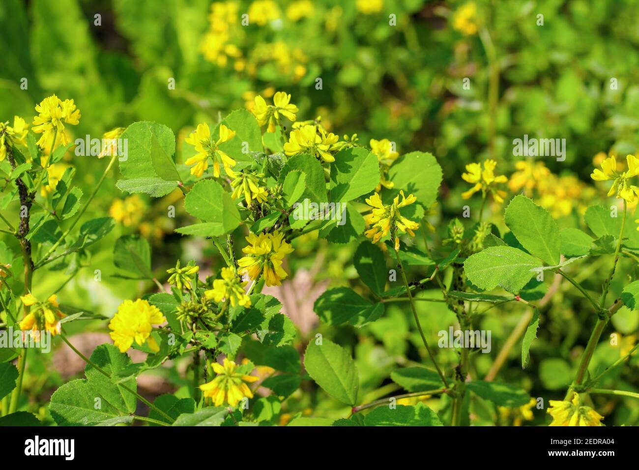 Plante jaune de Fenugreek en champ. Fleur verte de fenugrec ou de Methi  avec fleur jaune. Feuilles de fenugrec fraches et vertes Photo Stock -  Alamy