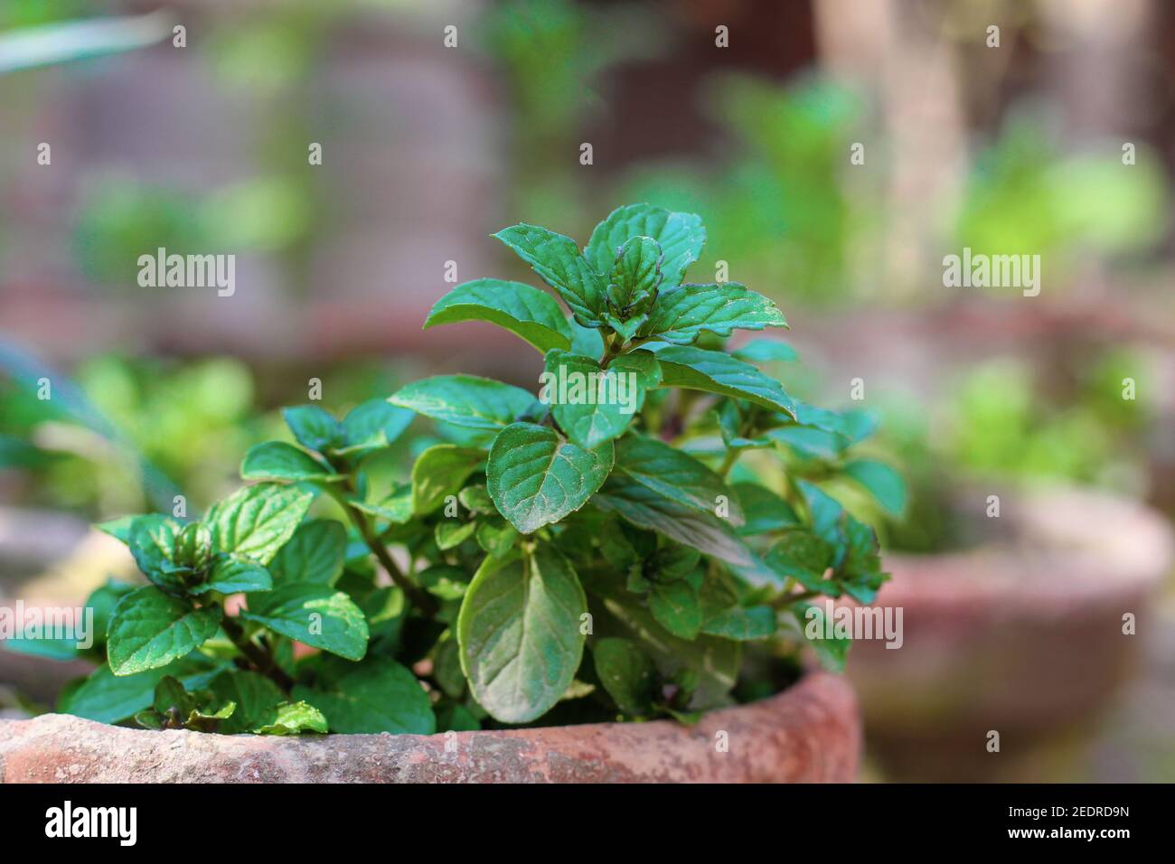 Plante verte pour fond, texture menthe verte ou fond menthe verte Banque D'Images