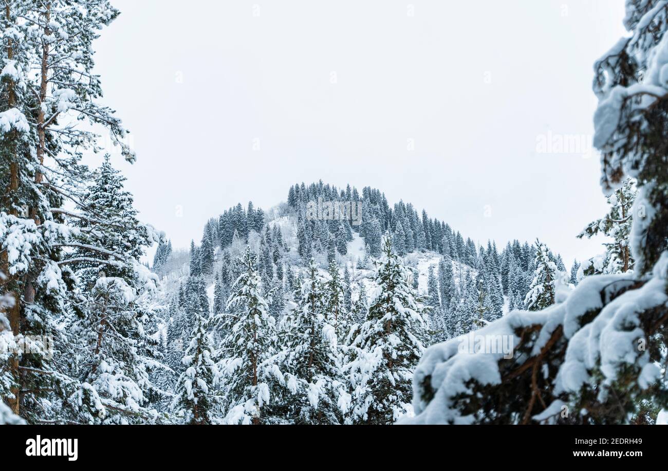 Forêt couverte de neige en hiver dans les montagnes. Banque D'Images