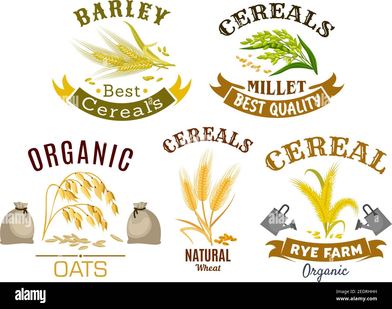 Ensemble d'icônes blé, seigle, avoine et millet. Plante bio de céréales de ferme et oreille avec grains mûrs, décoré par ruban bannière pour la nourriture saine naturelle, agricult Illustration de Vecteur