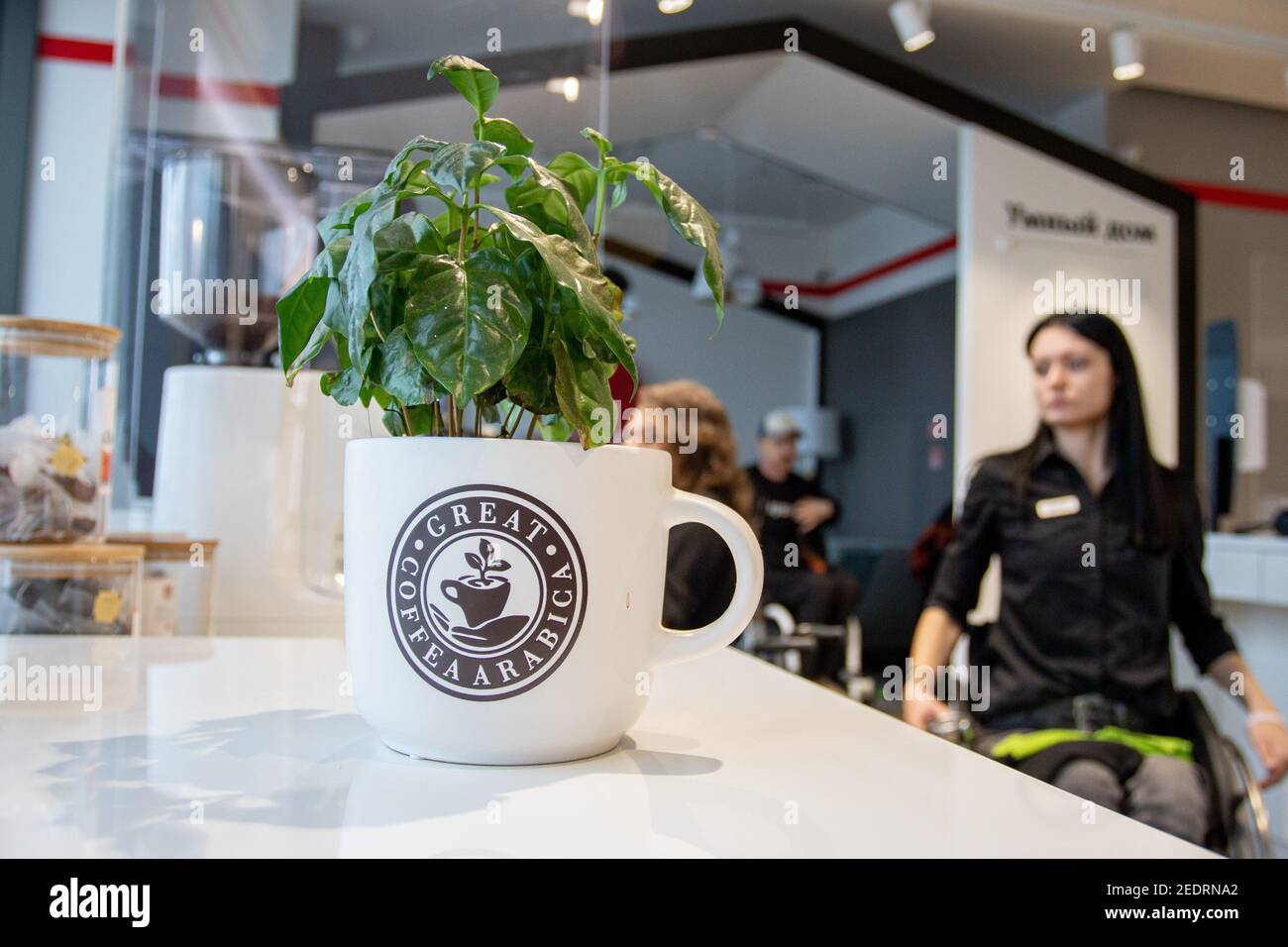 MINSK, BÉLARUS - janvier 2021: Disabled inclusion travaille comme barista dans un café inclusif. Le barista prépare le café dans son café au travail. Un projet unique, un café inclus. Un lieu où tous les employés sont handicapés. Géré par une personne atteinte du syndrome de Down. Tous les baristas sont désactivés. Daria Zakharenkova. 29 ans. Par l'éducation, un logisticien, par la profession, un barista. À l'âge de 25 ans, elle est entrée dans un accident de voiture et a reçu une blessure à la colonne vertébrale, elle se déplace donc dans un fauteuil roulant. À ses heures de libre, il est engagé dans la formation de force, la danse de salle de bal en fauteuil roulant et des blogs sur Instagram Banque D'Images