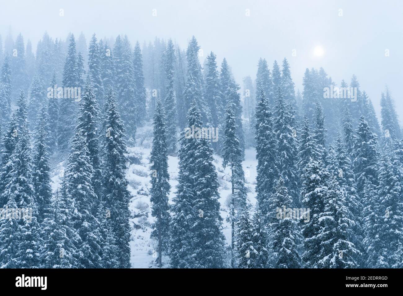 Forêt couverte de neige en hiver dans les montagnes pendant chute de neige Banque D'Images