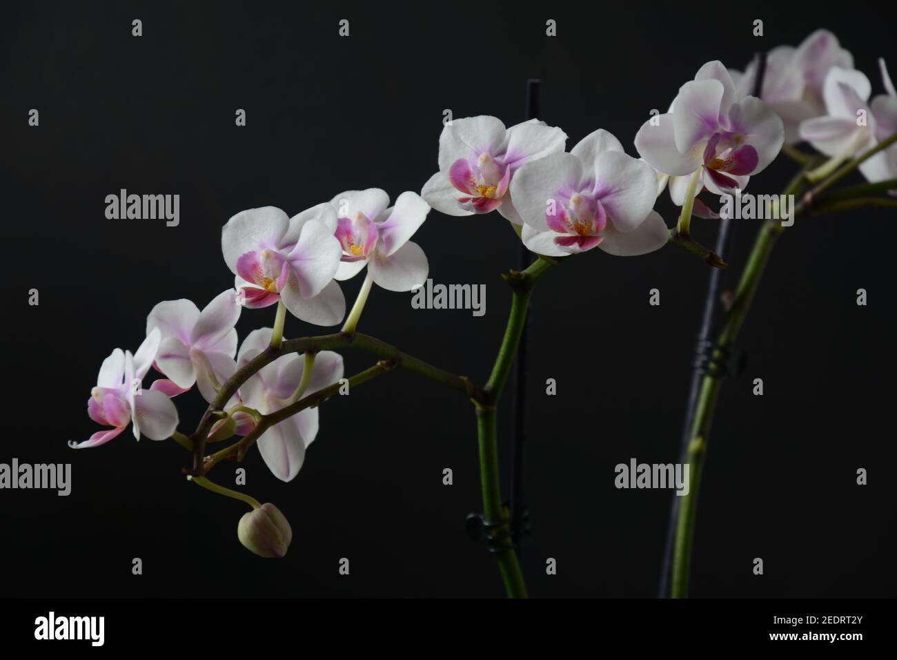 Blanc avec orchidée rose. Branches d'orchidée sur fond noir. Banque D'Images