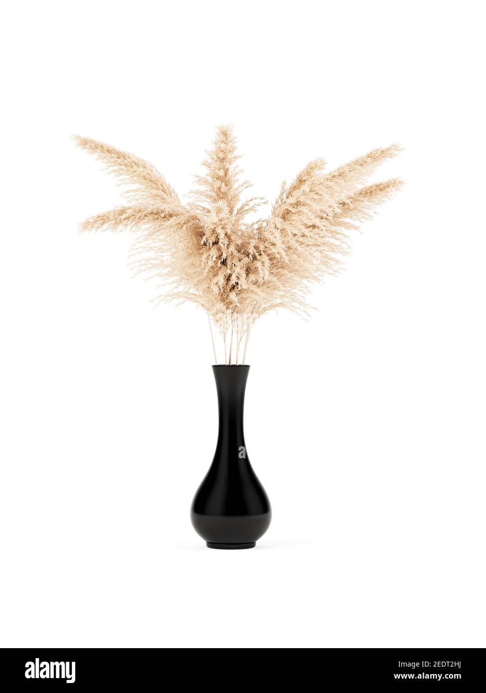 Pampas herbe vase noir sur fond blanc isolé. concept pampa moderne et  minimaliste de rendu 3d Photo Stock - Alamy