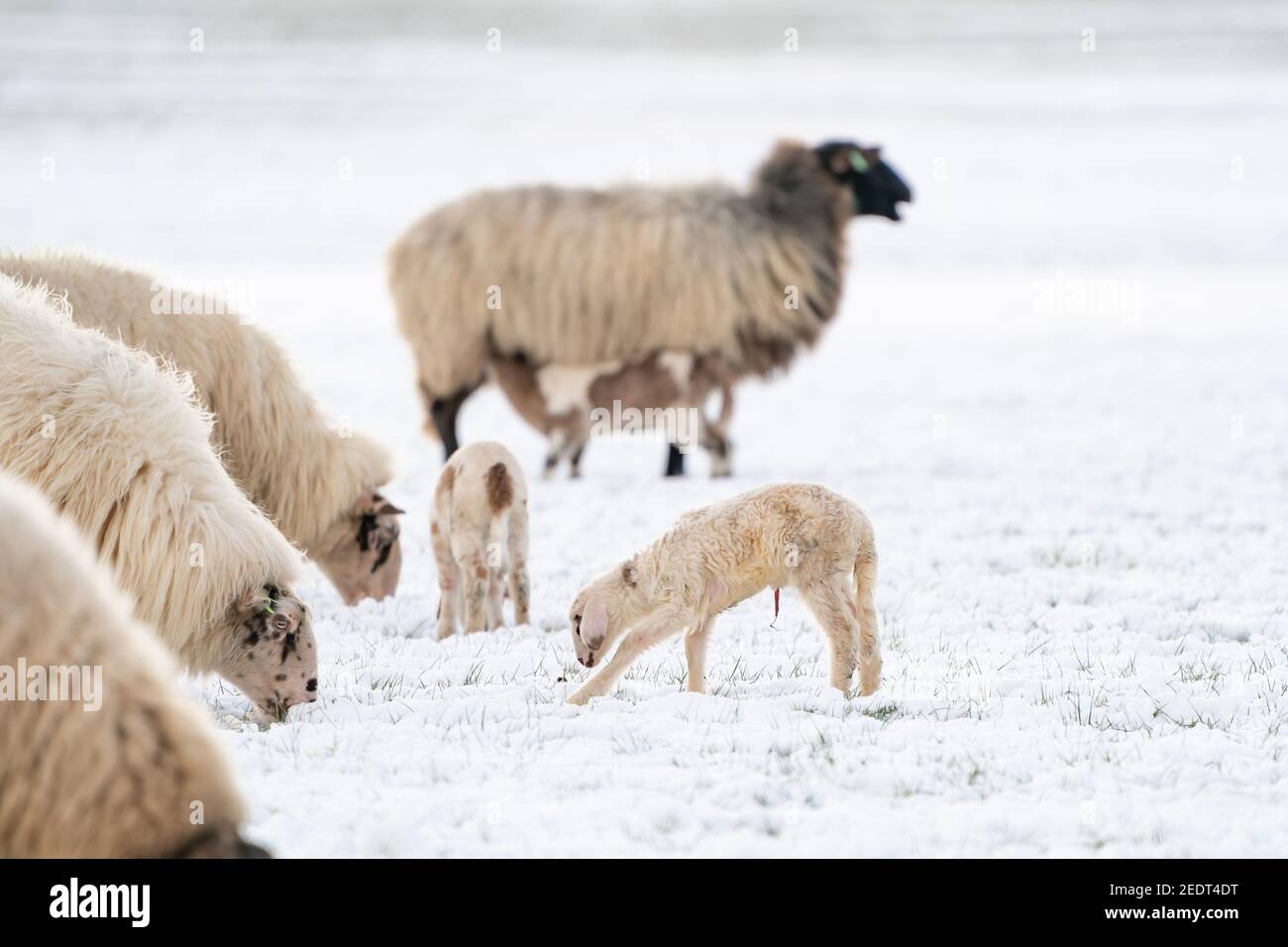 Troupeau De Moutons Blancs Avec Agneaux Mangeant De L Herbe Couverte De Neige Un Agneau Nouveau Ne Qui A Encore Du Sang Sur Son Nombril Hiver A La Ferme Photo Stock Alamy Troupeau De Moutons Blancs Avec Agneaux Mangeant De L Herbe Couverte De Neige Un Agneau Nouveau Ne Qui A Encore Du Sang Sur Son Nombril Hiver A La Ferme Photo Stock Alamy