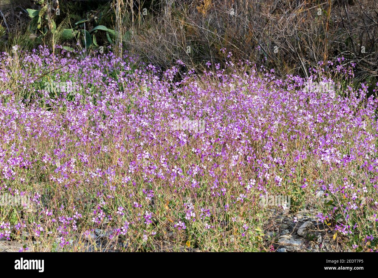 Moricandia arvensis, plante de chou-violet en fleur Banque D'Images