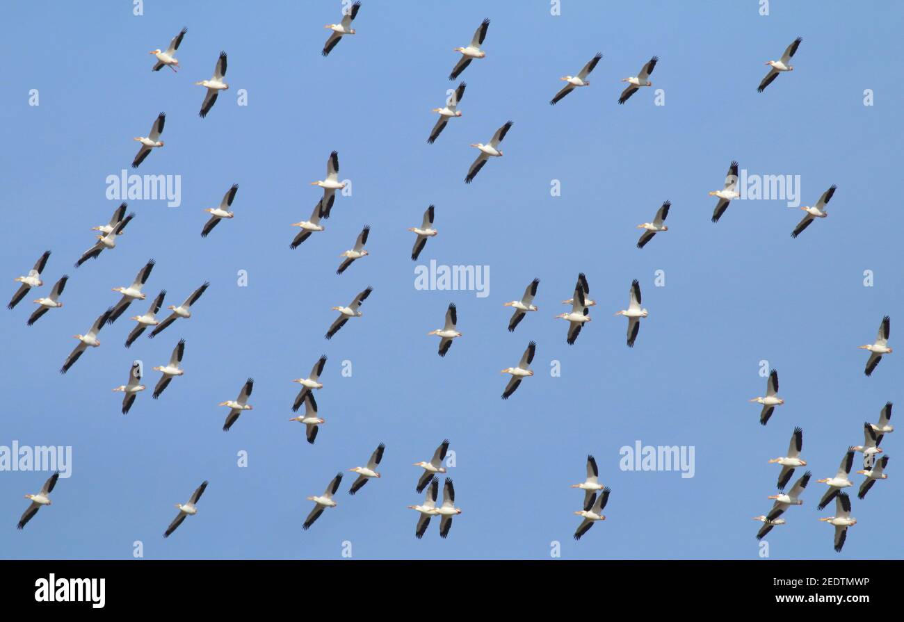 American White Pelican 21 avril 2017 Lac Thompson, Dakota du Sud Banque D'Images