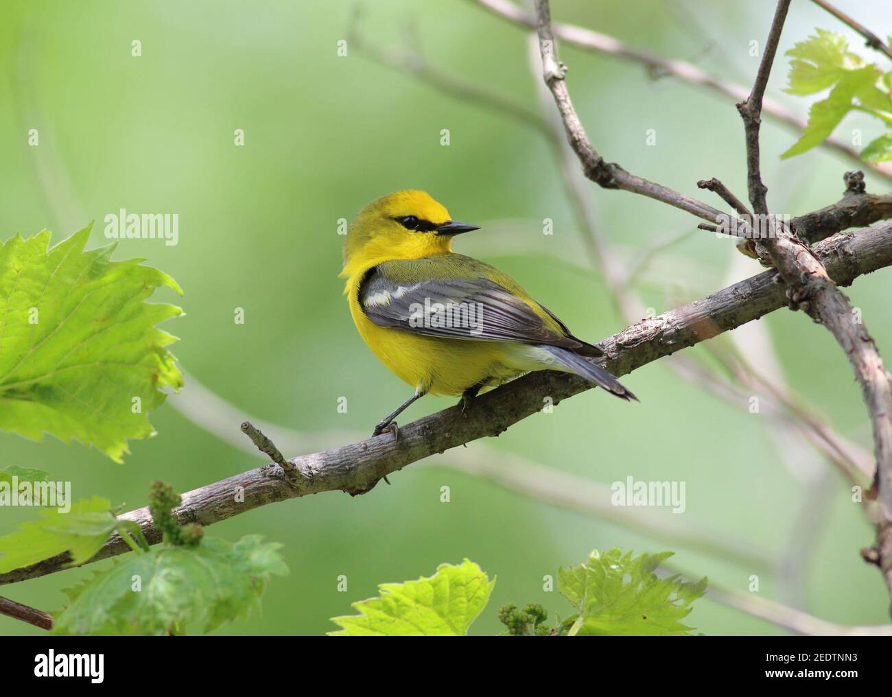 Paruline à ailes bleues 16 mai 2015 Newton Hills State Park, Dakota du Sud Canon 70D, 400 5.6L Banque D'Images