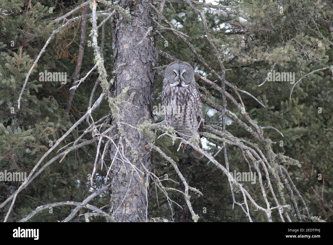 Grand hibou gris 4 mars 2018 Sax-Zim Bog, Minnesota Banque D'Images