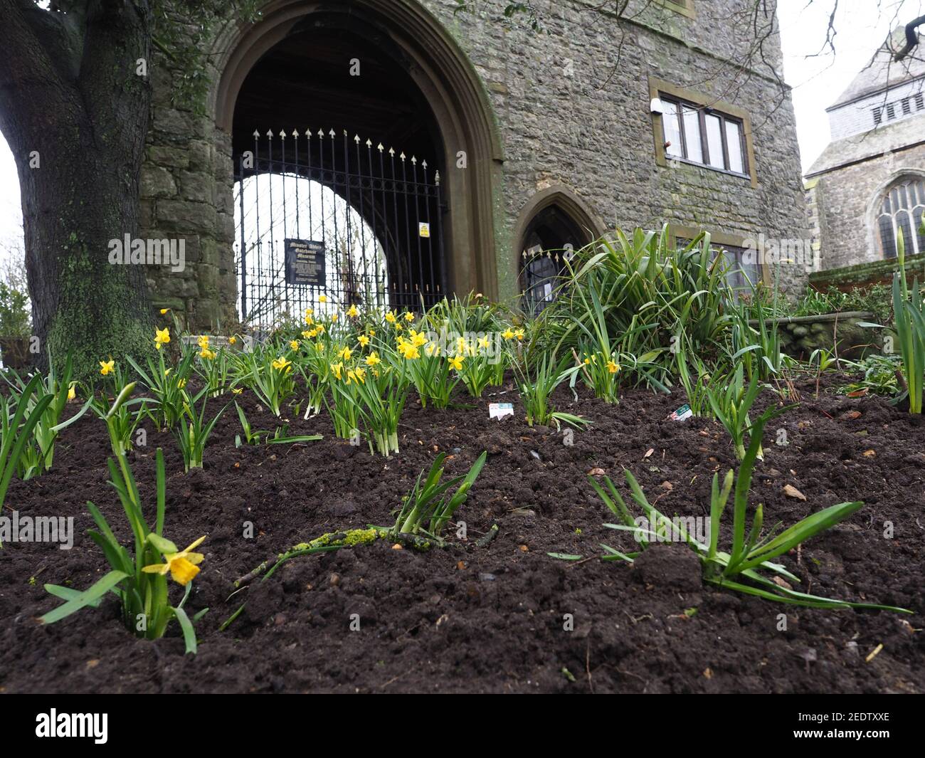 Minster on Sea, Kent, Royaume-Uni. 15 février 2021. Météo au Royaume-Uni: Jonquilles à l'extérieur de Minster Gatehouse à Minster sur la mer, Kent. Crédit : James Bell/Alay Live News Banque D'Images