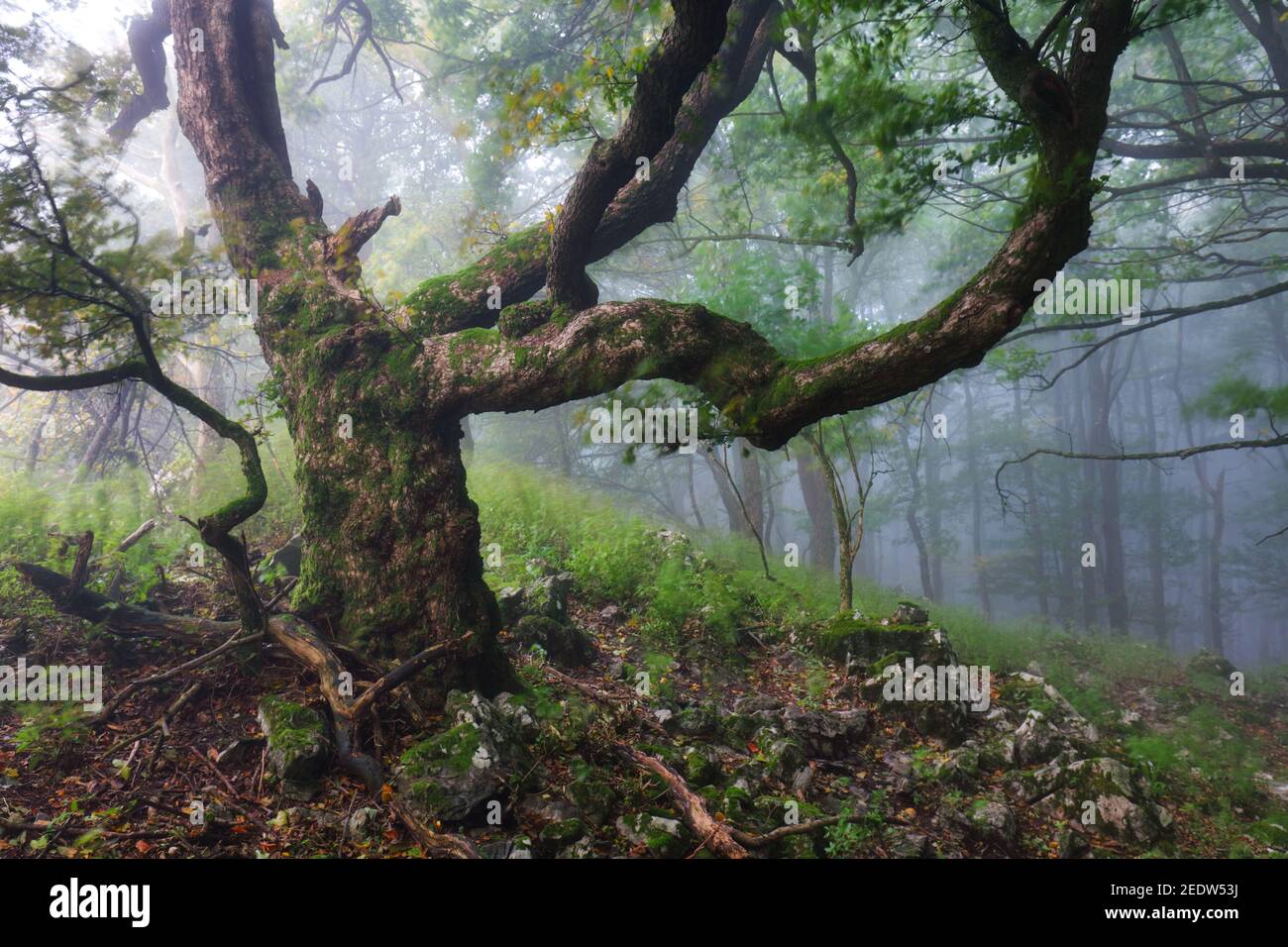 Vieux arbres magiques dans un paysage de forêt effrayant et brumeux Banque D'Images