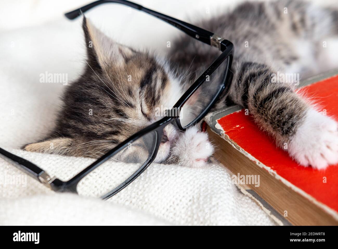 Sleeping Dictionary Banque D Image Et Photos Alamy