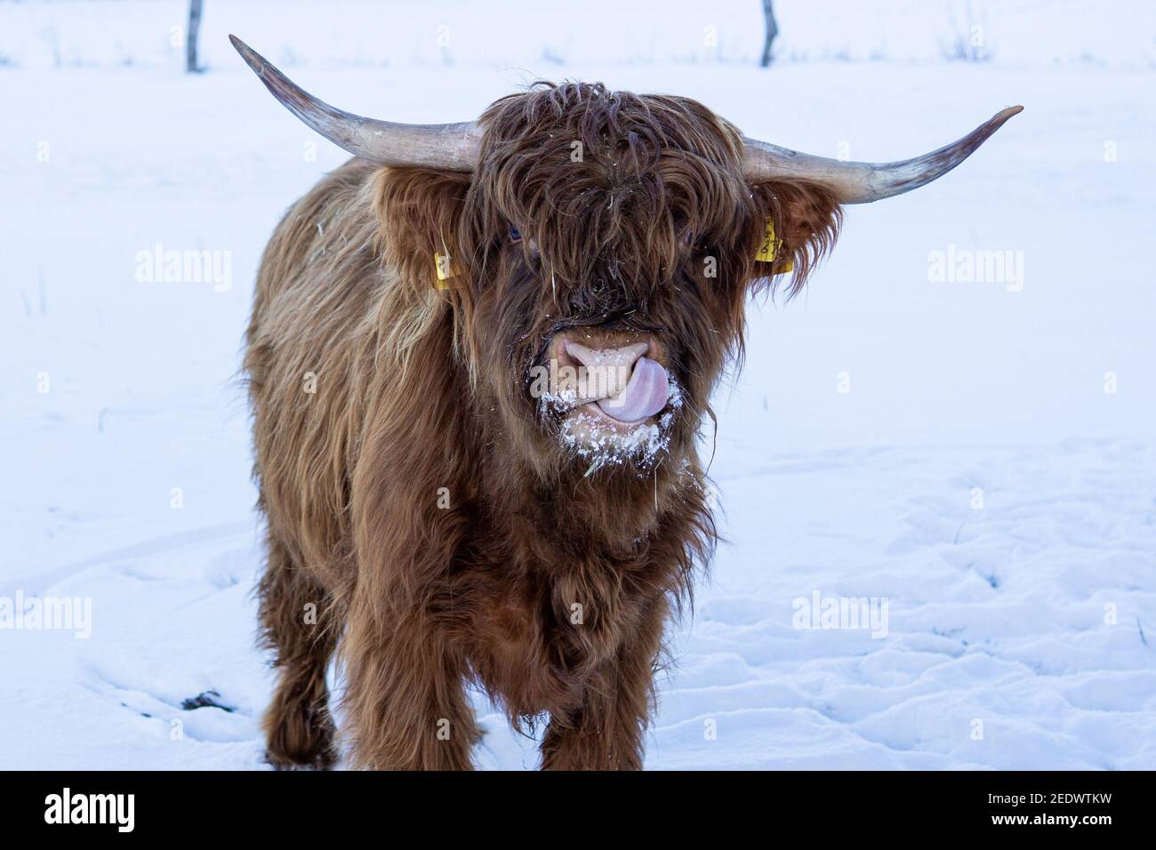 Vache écossaise de montagne en hiver Banque D'Images