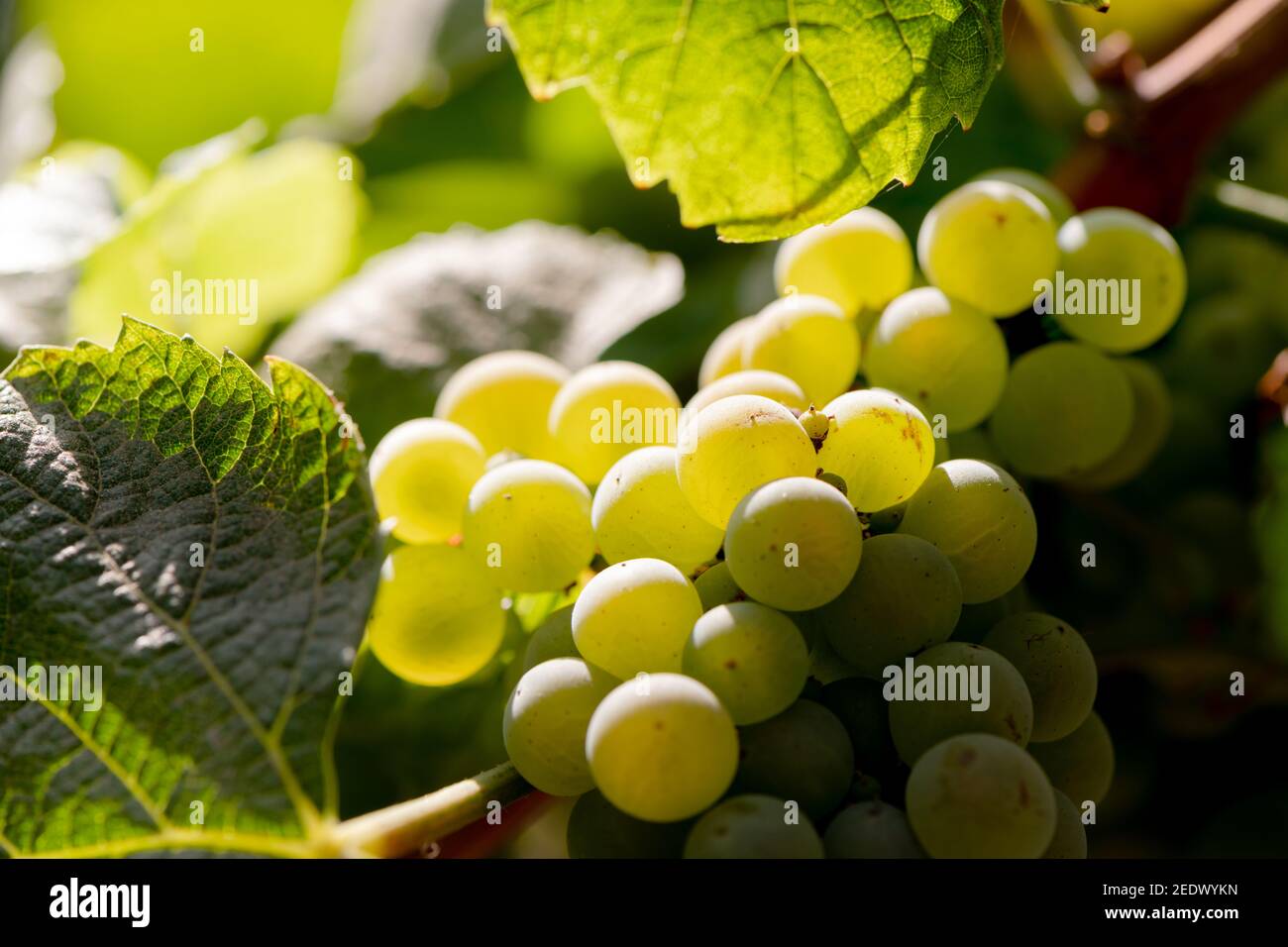 Gros plan de raisins dans un vignoble de la vallée de Colchagua Au Chili Banque D'Images