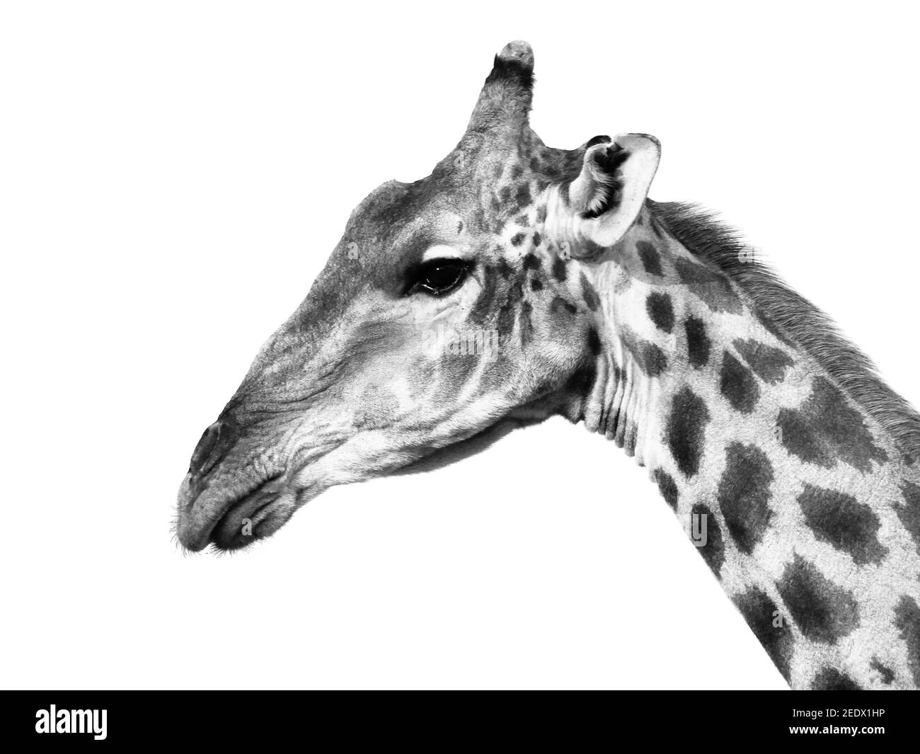 Portrait de profil de girafe Banque D'Images