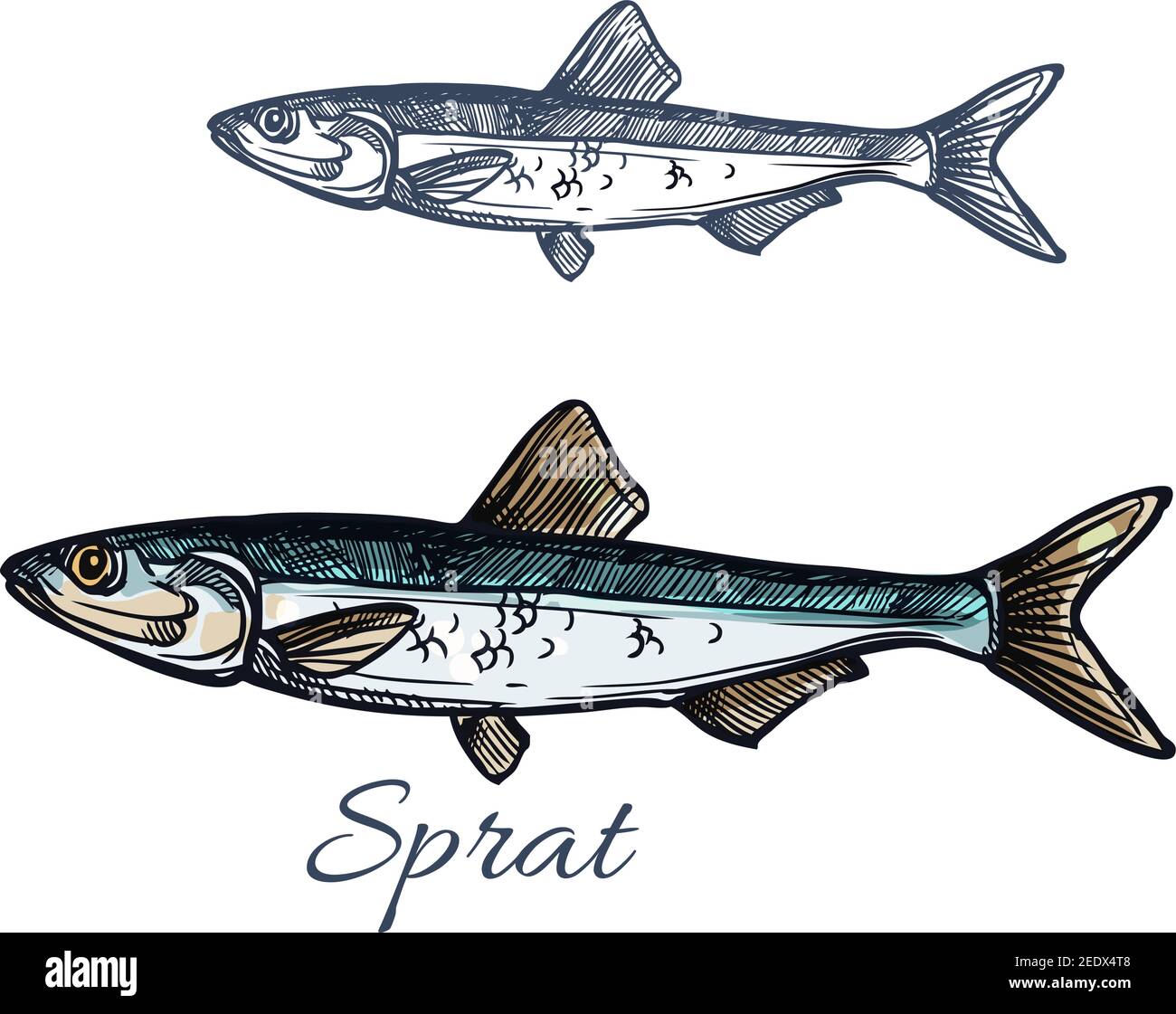Icône de poisson vecteur d'esquisse de sprat. Espèces de poissons ...
