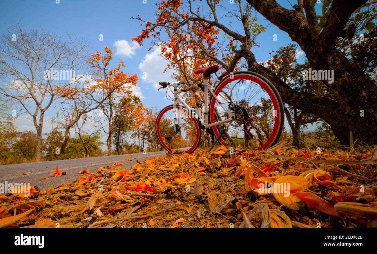 Un vélo garé sur la route à plein de beau fond de fleur d'orange, le concept de voyage et de liberté Banque D'Images