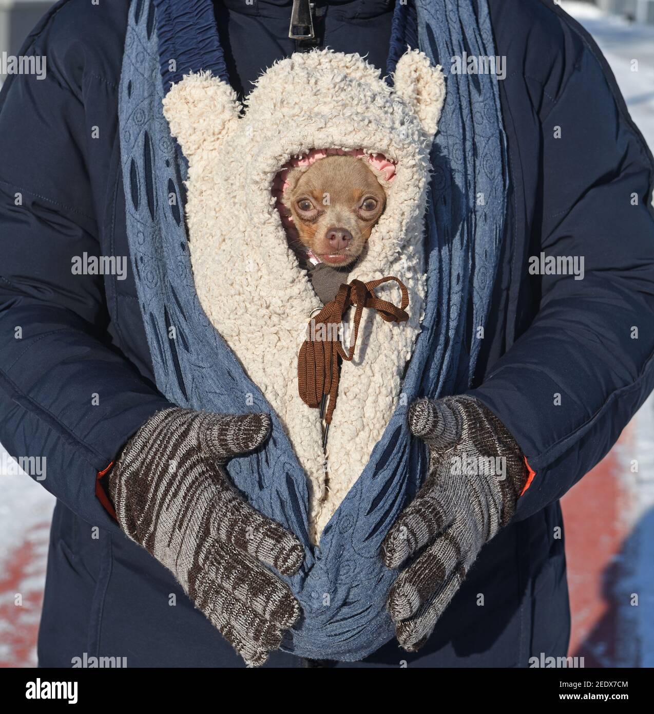Petit chien à pied en hiver glacial Banque D'Images