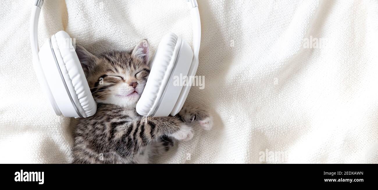 Chat écoutant la musique