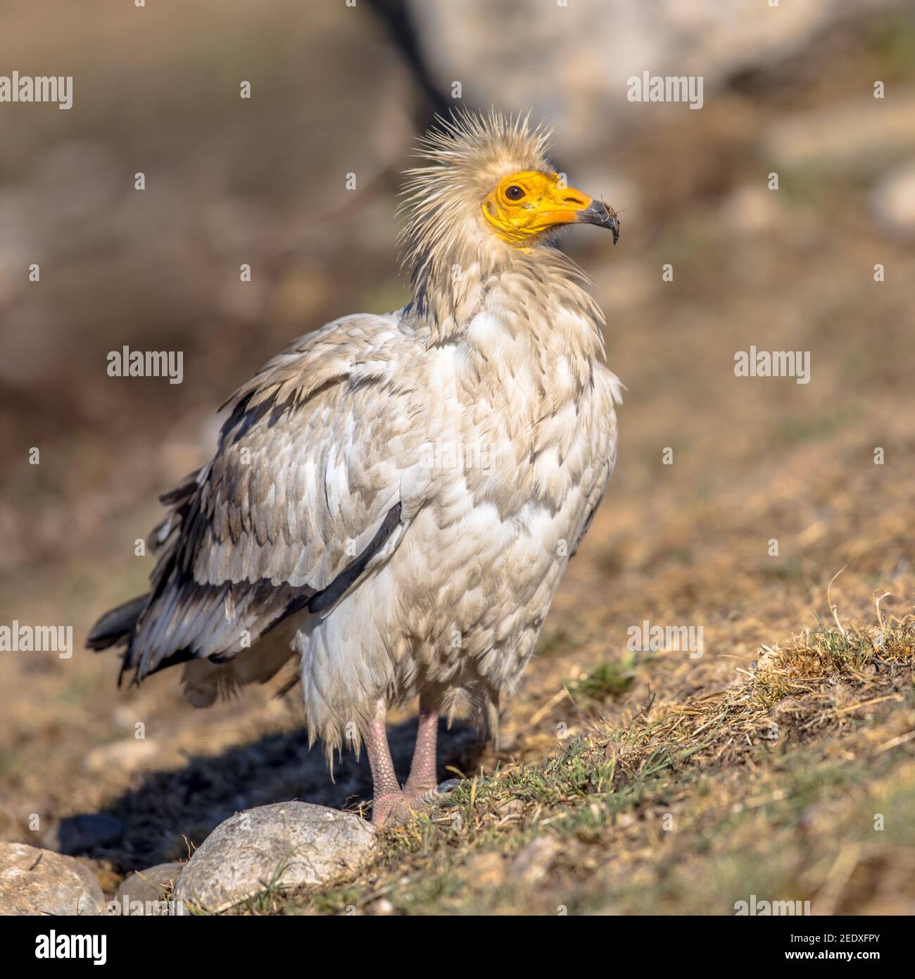 La vautour égyptienne (Neophron percnopterus) se dévalant sur la carcasse dans les Pyrénées espagnoles, Catalogne, Espagne. Avril. Il est largement distribué; le vu égyptien Banque D'Images