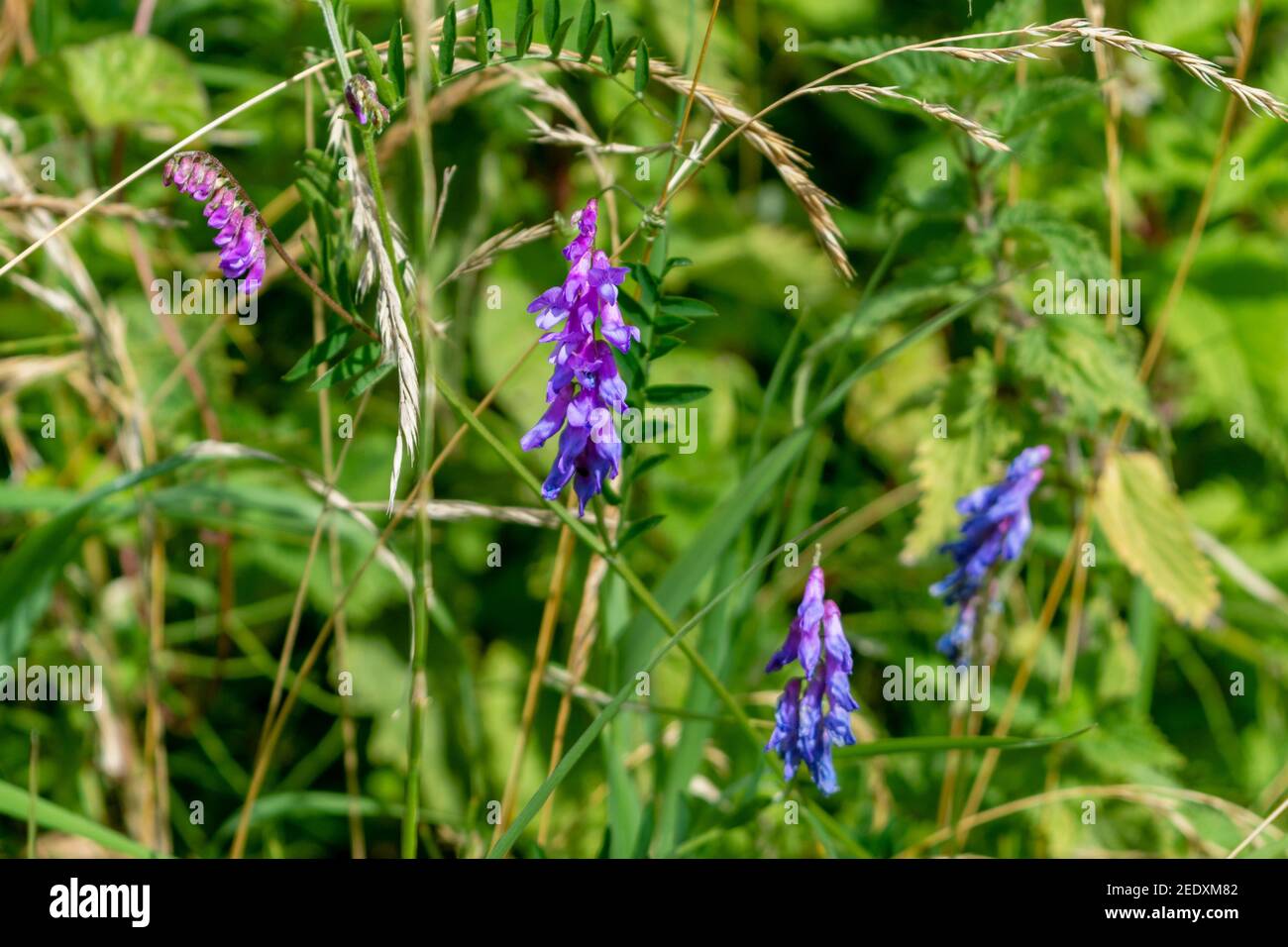 Les fleurs bleues mauves de vesce touffetée, Vicia craca, alias vesce de vache, vesce d'oiseau, vesce bleue, la vetch boréale est en croissance entourée dans de longues herbes et des orties Banque D'Images