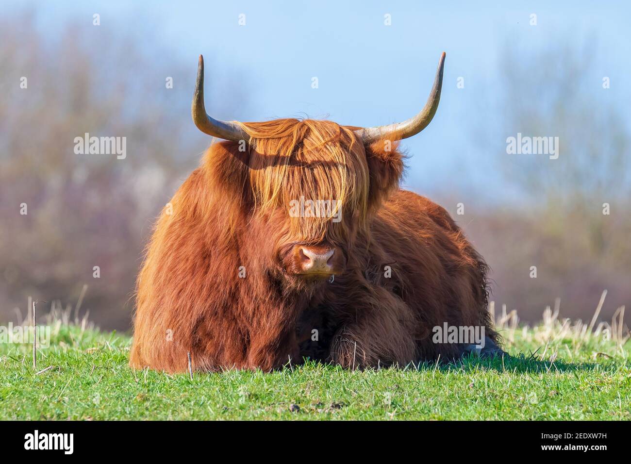 Gros plan sur le bétail brun rouge des Highlands, le bétail écossais race Bos taurus avec de longues cornes reposant dans les prairies Banque D'Images