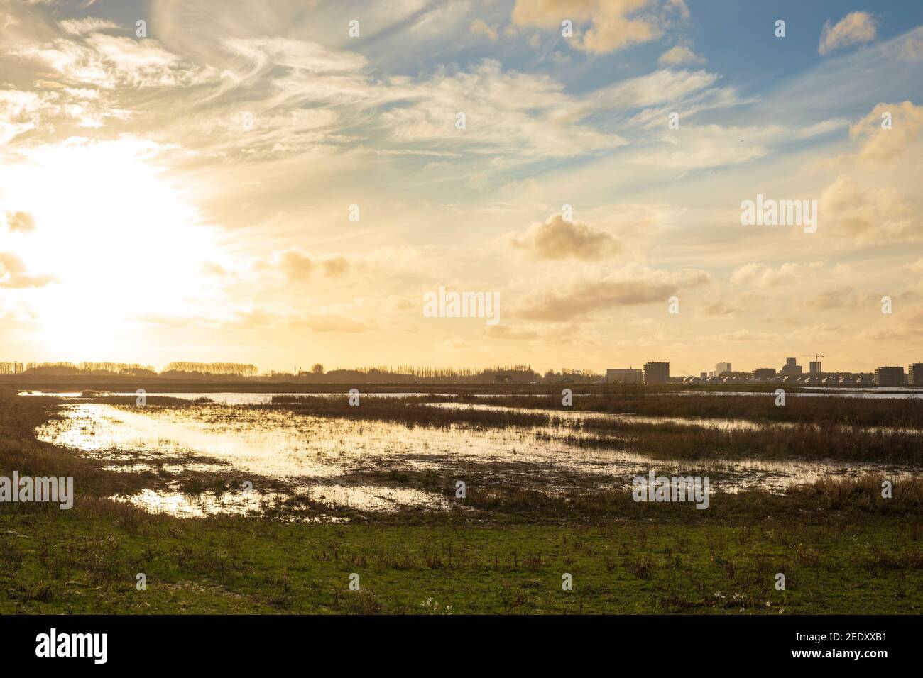 Plantation de jeunes arbres pour cultiver une nouvelle forêt dans un nouveau paysage naturel appelé de Nieuwe Driemanspuder, pays-Bas Banque D'Images