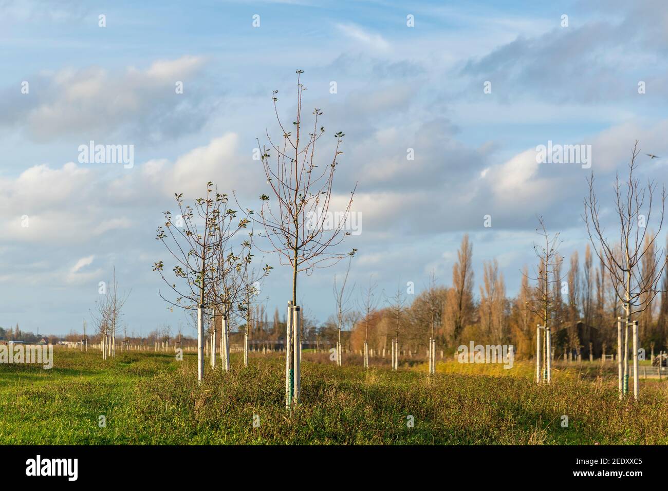 Plantation de jeunes arbres pour cultiver une nouvelle forêt dans un nouveau paysage naturel appelé de Nieuwe Driemanspuder, pays-Bas Banque D'Images